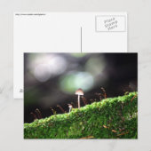 Carte Postale Fungus solitaire (Devant / Derrière)
