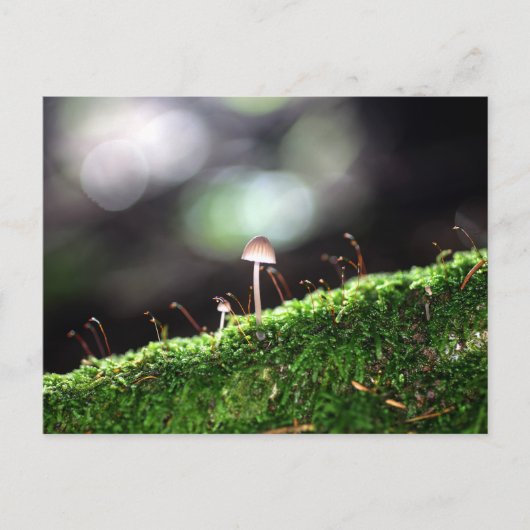 Carte Postale Fungus solitaire (Devant)