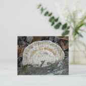 Carte postale Fungus Tan Bracket (Debout devant)