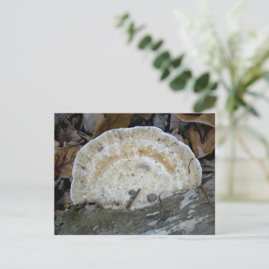 Carte postale Fungus Tan Bracket (Debout devant)