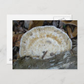 Carte postale Fungus Tan Bracket (Devant / Derrière)