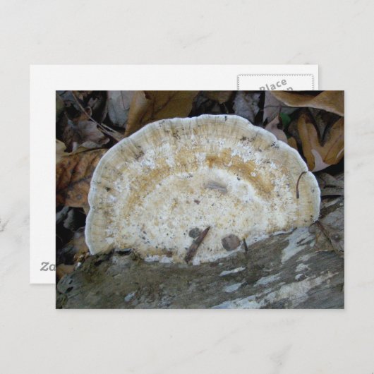 Carte postale Fungus Tan Bracket (Devant / Derrière)