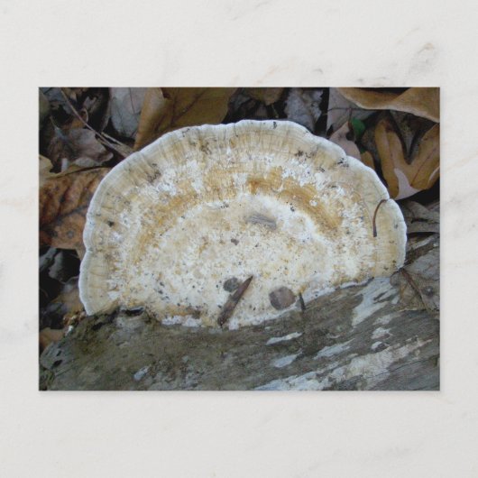 Carte postale Fungus Tan Bracket (Devant)