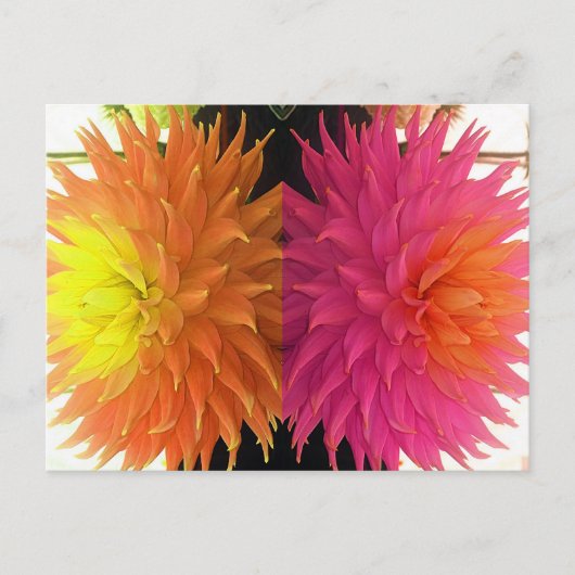 Carte Postale Funky Bright Orange & Rose Spike Flowers (Devant)