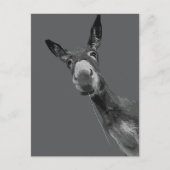 Carte Postale Funky Donkey Grayscale Art (Devant)