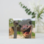 Carte Postale Funky Face Ostrich Couple Photo (Debout devant)