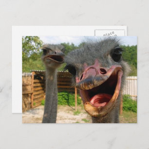 Carte Postale Funky Face Ostrich Couple Photo