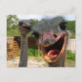 Carte Postale Funky Face Ostrich Couple Photo (Devant)