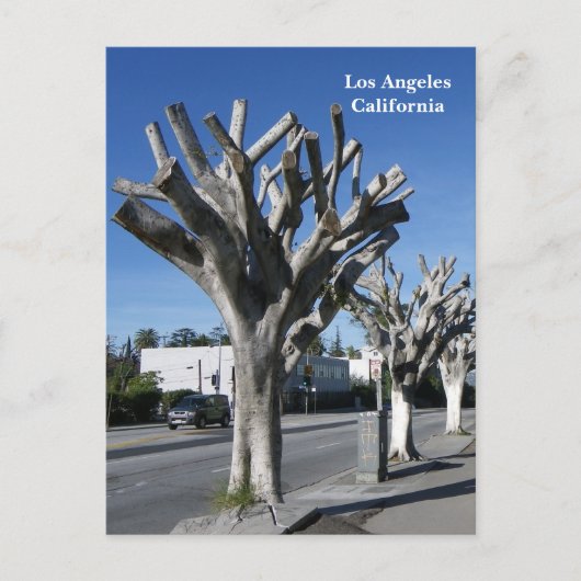 Carte Postale Funky Tree Los Angeles Postcard! (Devant)