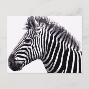 Carte postale Funky Zebra