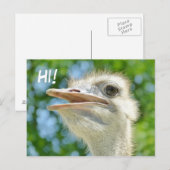Carte Postale Funny African Ostrich - Hi Postcard (Devant / Derrière)