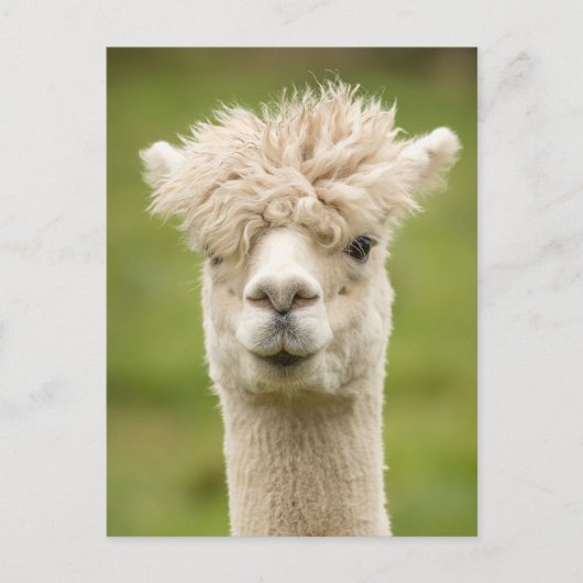 Carte Postale Funny Alpaca (Devant)