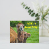 Carte Postale Funny Camel Animal (Debout devant)
