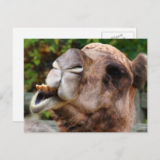 Carte Postale Funny Camel Faune Animale Photo (Devant / Derrière)