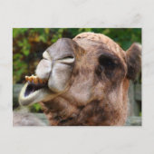 Carte Postale Funny Camel Faune Animale Photo (Devant)