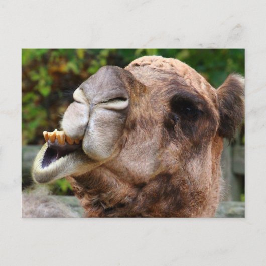 Carte Postale Funny Camel Faune Animale Photo (Devant)