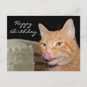 Carte Postale Funny cat Birthday