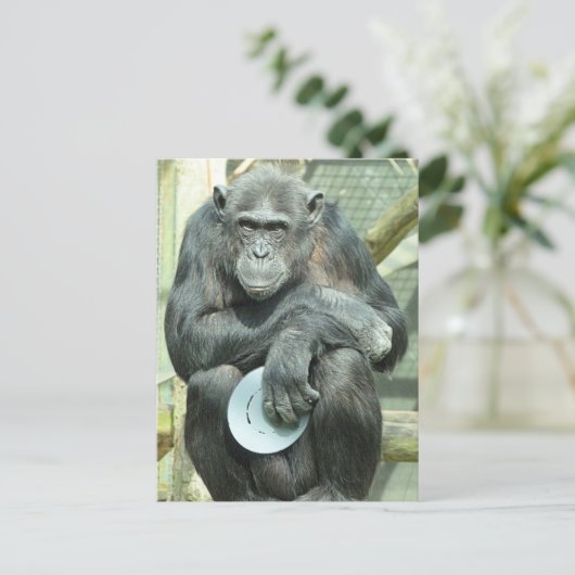 CARTE POSTALE FUNNY CHIMPANZEE (Debout devant)