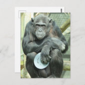CARTE POSTALE FUNNY CHIMPANZEE (Devant / Derrière)