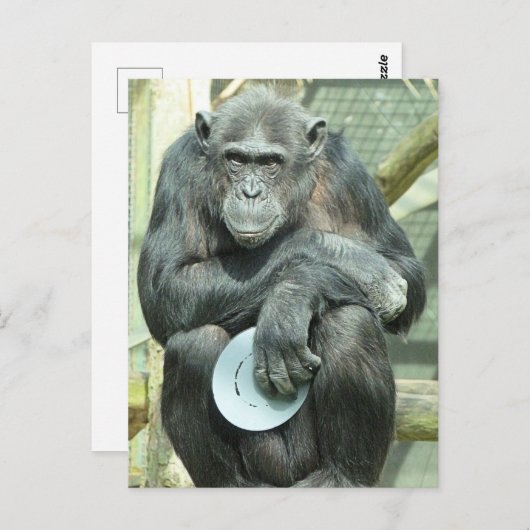 CARTE POSTALE FUNNY CHIMPANZEE (Devant / Derrière)