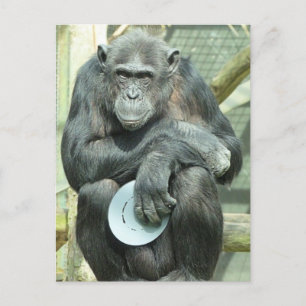 CARTE POSTALE FUNNY CHIMPANZEE