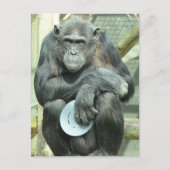 CARTE POSTALE FUNNY CHIMPANZEE (Devant)