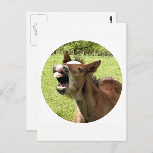 CARTE POSTALE FUNNY CUTE FOAL (Devant / Derrière)