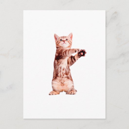 Carte Postale Funny debout chaton joueuse (Devant)