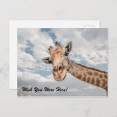 Carte postale Funny Giraffe (Devant / Derrière)