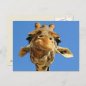 Carte postale Funny Giraffe (Devant / Derrière)
