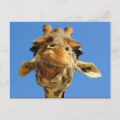 Carte postale Funny Giraffe (Devant)