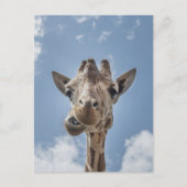 Carte Postale Funny Giraffe Visage Fermer la photographie (Devant)