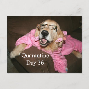 Carte Postale Funny Golden Retriever dans Robe Quarantine Plaisa