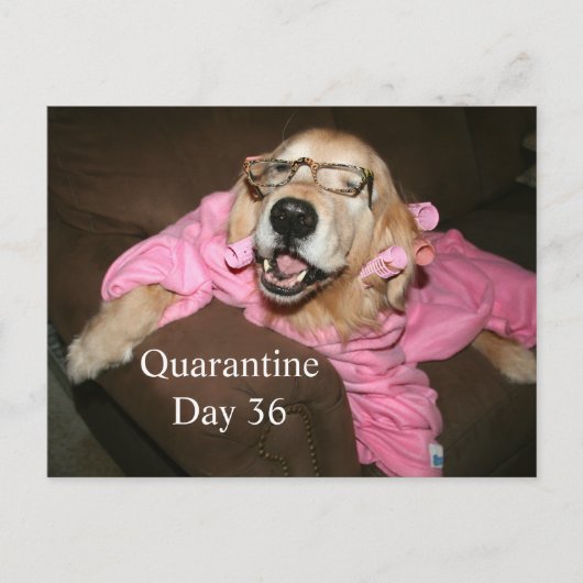 Carte Postale Funny Golden Retriever dans Robe Quarantine Plaisa (Devant)