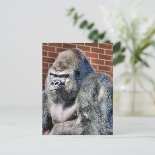 CARTE POSTALE FUNNY GORILLA (Debout devant)