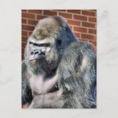 CARTE POSTALE FUNNY GORILLA (Devant)