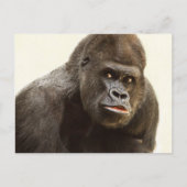 Carte postale Funny Gorilla (Devant)