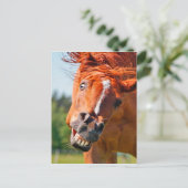 Carte Postale Funny Horse Rire Photographie (Debout devant)