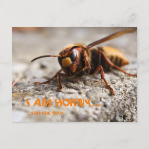 Carte Postale Funny insect slogan postcard