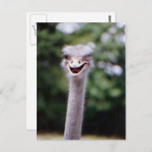 Carte Postale Funny Ostrich (Devant / Derrière)