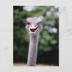 Carte Postale Funny Ostrich