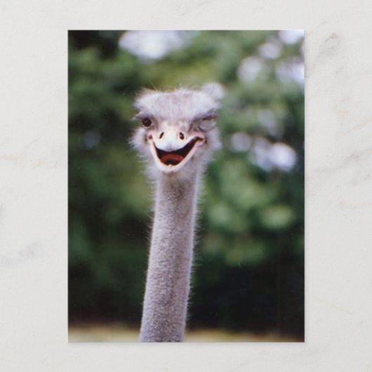 Carte Postale Funny Ostrich (Devant)
