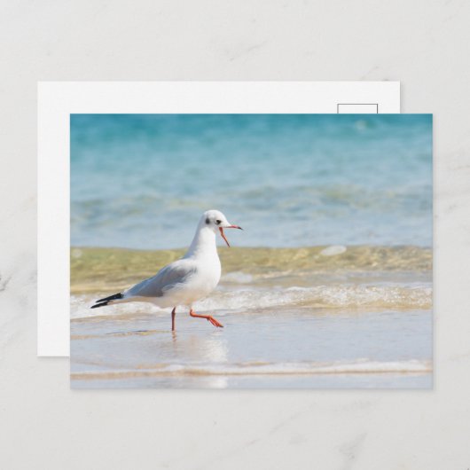 Carte Postale Funny seagull (Devant / Derrière)