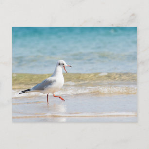 Carte Postale Funny seagull