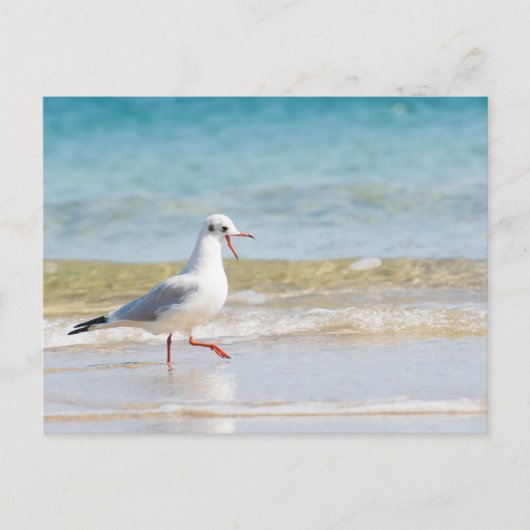 Carte Postale Funny seagull (Devant)