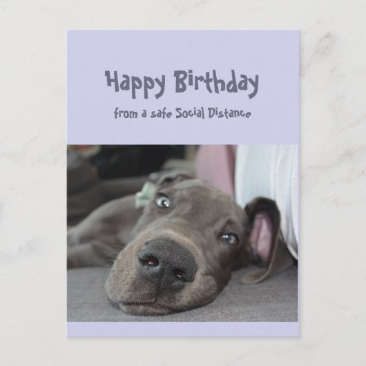 Carte Postale Funny Social Distance Birthday Great Dane Dog (Devant)