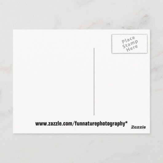 Carte postale Funny Squirrel (Dos)