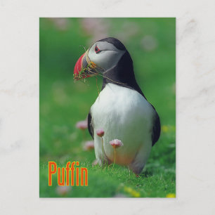 Carte Postale Funny tampin