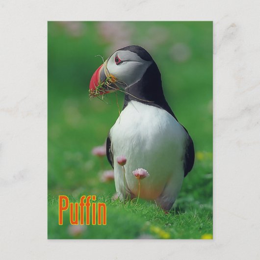 Carte Postale Funny tampin (Devant)