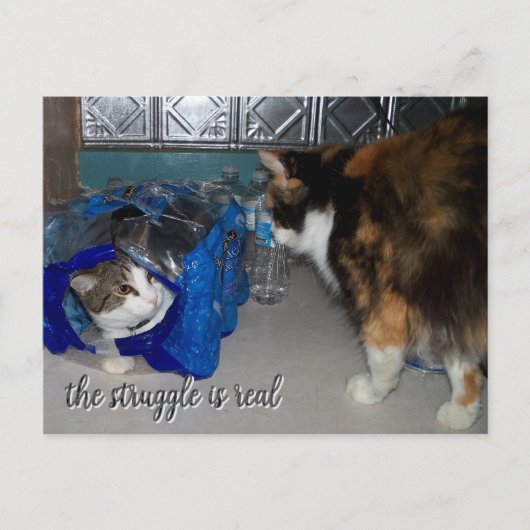 Carte Postale Funny Two Cats Photo "une vraie lutte" (Devant)